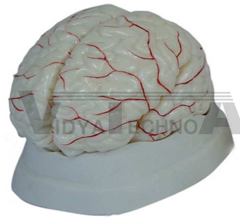 Brain With Arterial Pharmaceutical and Anatomical Model Gifts